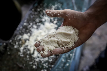 برداشت نیشکر در مزارع هفت تپه