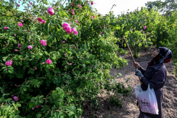 Recolección de rosas damascenas en el este de Irán