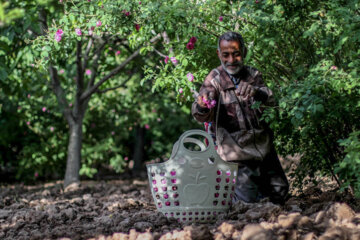 Recolección de rosas damascenas en el este de Irán