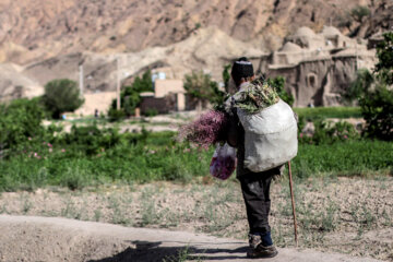 Recolección de rosas damascenas en el este de Irán