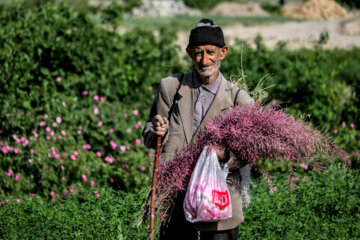 Recolección de rosas damascenas en el este de Irán