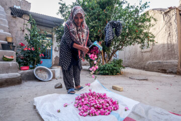Recolección de rosas damascenas en el este de Irán