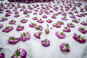 Recolección de rosas damascenas en el este de Irán