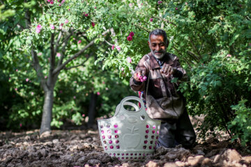 برداشت گل محمدی در خوسف