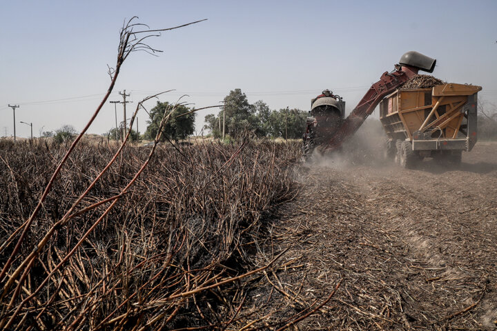 کارگران هفت تپه: آقاجان متشکریم