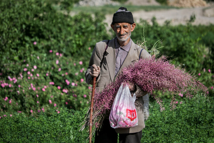 جمعیت سالمند ایران اکنون و در آینده چه تعداد و نسبتی از کل جمعیت خواهد بود؟