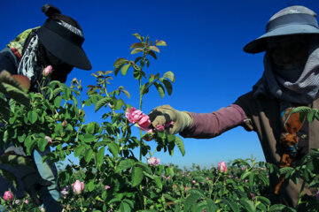 Récolte de roses de Damas dans le nord-est de l'Iran