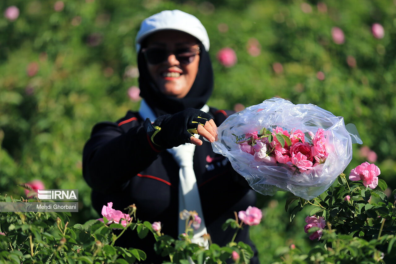 پیش بینی برداشت ۳۵۷ تن گل تر از گلزارهای خراسان شمالی