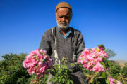 Recolección de rosas damascenas en Jorasán Razavi
