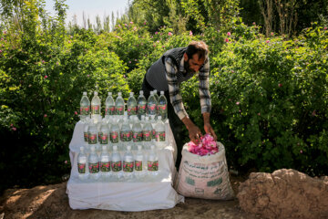 Recolección de rosas damascenas en Jorasán Razaviخد