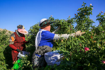 Récolte de roses de Damas dans le nord-est de l'Iran