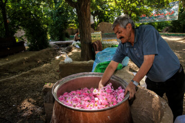 Récolte de roses de Damas dans le nord-est de l'Iran