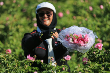 Récolte de roses de Damas dans le nord-est de l'Iran