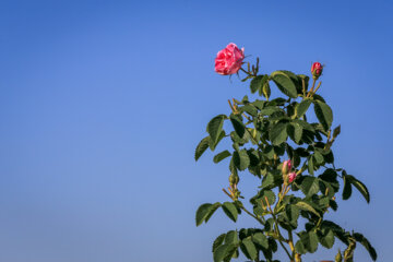 Récolte de roses de Damas dans le nord-est de l'Iran