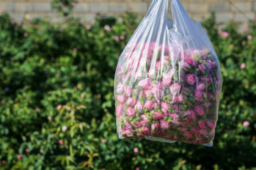 Recolección de rosas damascenas en Jorasán Razavi