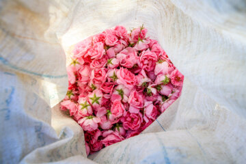 Recolección de rosas damascenas en Jorasán Razavi