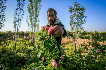 Récolte de roses de Damas dans le nord-est de l'Iran