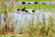 پهنه آبی تالاب فصلی صالحیه در البرز میزبان ۱۲۰ گونه پرنده است