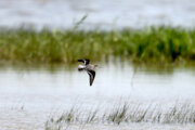 Salehiyeh Wetland hosting migratory birds