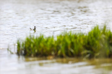 Les oiseaux migrants dans la zone humide de Salehiyeh, près de Téhéran