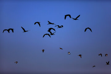 Les oiseaux migrants dans la zone humide de Salehiyeh, près de Téhéran