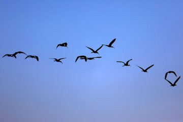 Les oiseaux migrants dans la zone humide de Salehiyeh, près de Téhéran