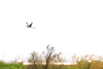 Les oiseaux migrants dans la zone humide de Salehiyeh, près de Téhéran