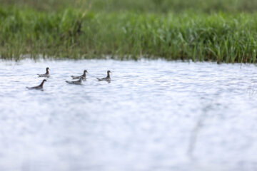 Les oiseaux migrants dans la zone humide de Salehiyeh, près de Téhéran