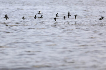 Les oiseaux migrants dans la zone humide de Salehiyeh, près de Téhéran