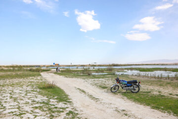 Les oiseaux migrants dans la zone humide de Salehiyeh, près de Téhéran