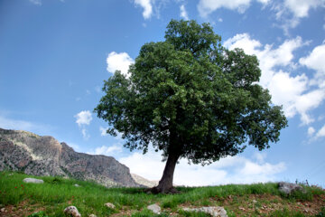 Beauté printanière de la rivière Bazoft dans le sud-ouest de l'Iran