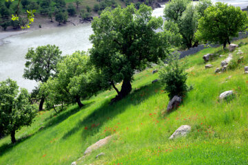 Beauté printanière de la rivière Bazoft dans le sud-ouest de l'Iran