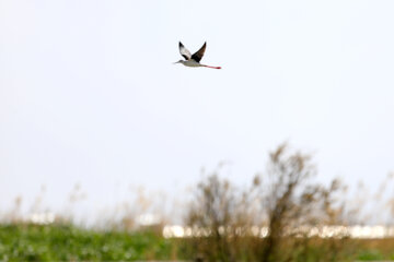 Les oiseaux migrants dans la zone humide de Salehiyeh, près de Téhéran