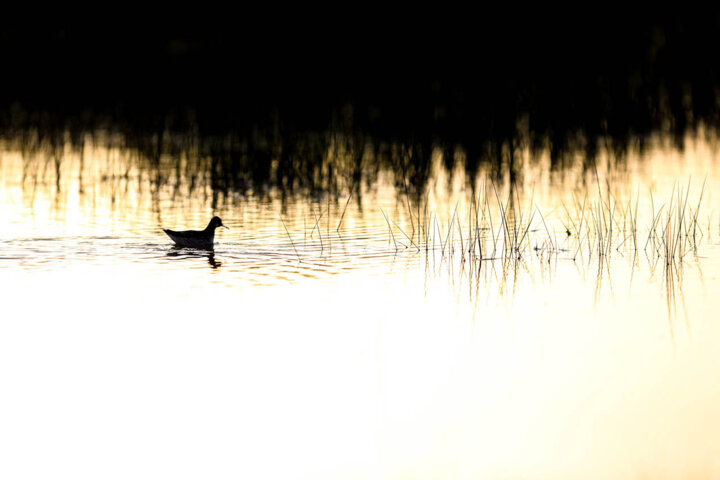 گام بلند دولت در زدودن گرد و غبار / احیای تالاب صالحیه البرز