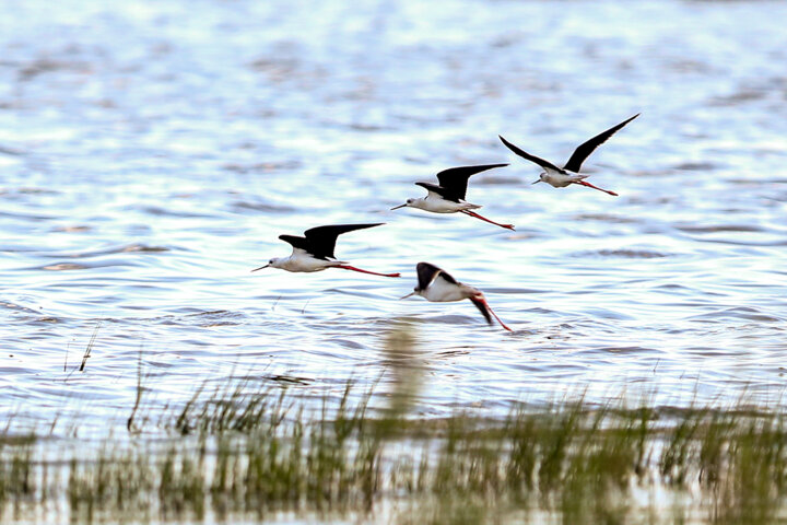 گام بلند دولت در زدودن گرد و غبار / احیای تالاب صالحیه البرز