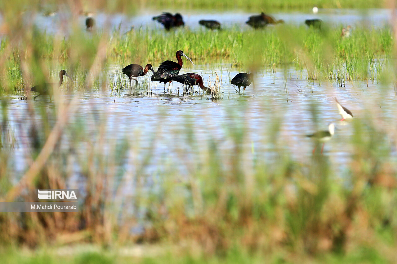 پهنه آبی تالاب فصلی صالحیه در البرز میزبان ۱۲۰ گونه پرنده است