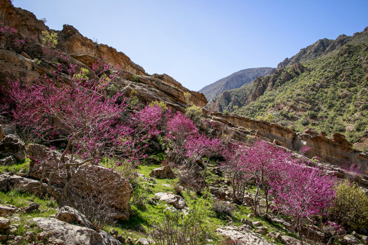 عروس دلربای زاگرس کجاست؟