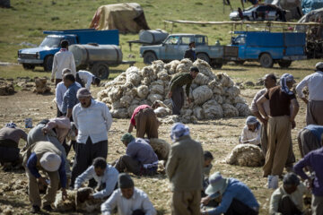 پشم چینی گوسفندان عشایر دالاهو