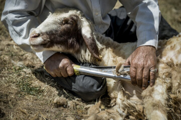 پشم چینی گوسفندان عشایر دالاهو