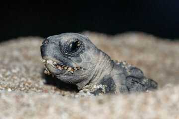 فیلم| اولین جوجه لاکپشت‌های پوزه عقابی تحت حفاظت در کیش به دنیا آمدند