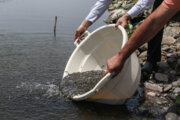 رهاسازی ۶۰ هزار قطعه بچه ماهی کپور در آب بندان‌ها و منابع آبی خاش