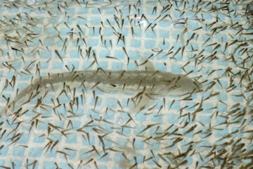 رهاسازی ۱۰۰ هزار قطعه بچه ماهی گرم آبی در همدان