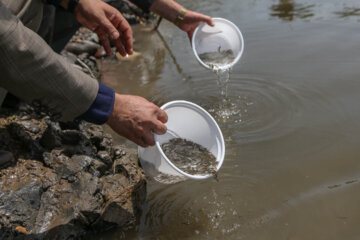 رها سازی ۴.۵ میلیون قطعه بچه ماهیان استخوانی و خاویاری در دریای خزر