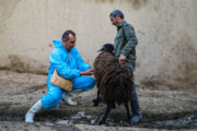 ۳۴ درمانگاه و ۲۸ مرکز مایه‌کوبی دامپزشکی در سیستان و بلوچستان فعال است