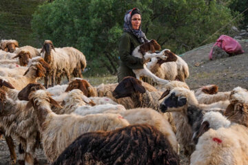 کوچ عشایر