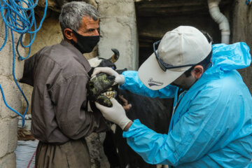 اردوی جهادی دامپزشکی در روستاهای کردستان