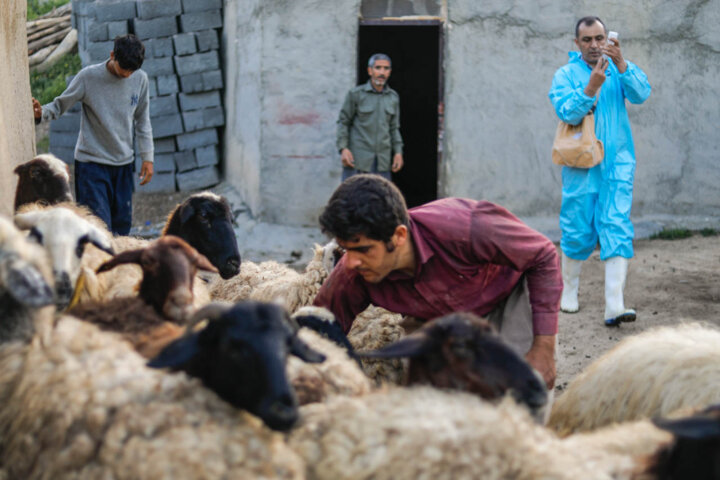 ۹ میلیون دُز انواع واکسن دام و طیور در آذربایجان‌غربی تزریق شد