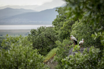 Cigognes au lac Zaribar dans l'ouest de l'Iran