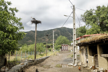 لک لک های زریوار