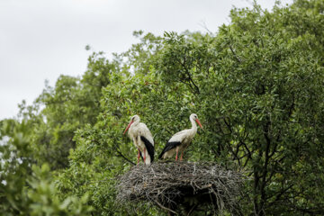 Cigognes au lac Zaribar dans l'ouest de l'Iran